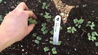 Thinning radish seedlings