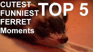 Top 5 Cutest Funniest Ferret Moments September 2015 HD NEW ish