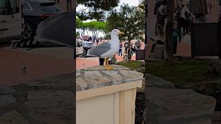 Seagull #beautifulbirds #birdslover #birdwatching #birds #birdspecies #seagullwatches #seagulls