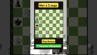 Telegram: Albinachess #chess #шахматы #chorts