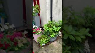 Garden update new slate plant pot July 2023