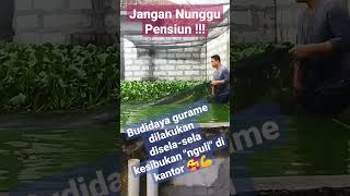 Jangan Nunggu Pensiun - Cara Budidaya Gurame di Kolam Beton #ikan #gurame #budidaya