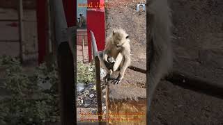 Langur Monkeys in India || Indian Langoor Bandar #monkey #bandar #monkeyvideo #langur #langoor