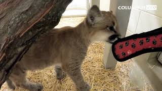 Cougar Cubs Name Reveal