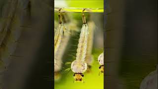 Larva De Mosquito Culex Pipiens #shorts #curiosidades #animals #animais #fatos #short #shortsyoutube