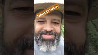 Fartura na roça...🤠 #shorts #agro #agricultura #viral