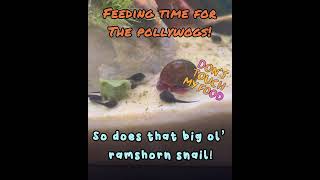 Tadpole Feeding Time! #toad #tadpole #animals #aquarium #amphibians #pets #funnyanimals  @repashy