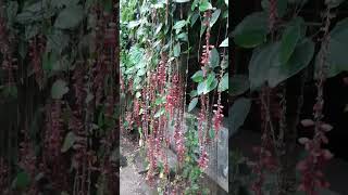 Indian Clock vine plant