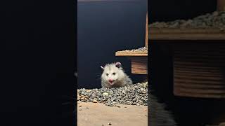 opossum | #chipmunks_and_squirrels on #Twitch