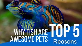 Why Fish Are Awesome Pets | The Indian Fishkeeper