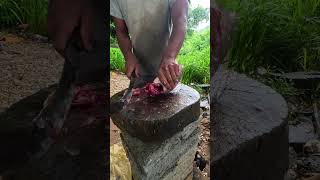 Fastest Expert Fish Cutter Tilapia Fish Cutting Skills Live in Fish Market #shorts