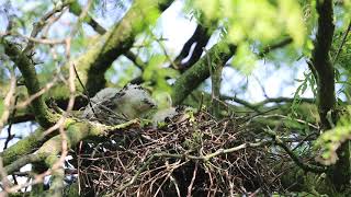 Coopers Hawks, Toronto, 06/18/21