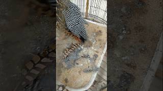 یہ تیترکو کیاہوگیا/what happened to my francolin #birds #blackfrancolinbabyvoice #nature #francolin