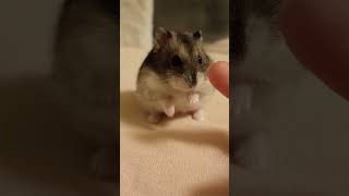 my little cute hamster