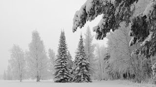 Зимний лес! Winter forest in Russia