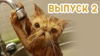 😹Я РЖАЛ КОТЫ Январь 2019 (выпуск 2)😹 - Смешные коты и котики, приколы с котов до слез