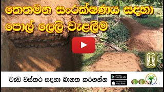 තෙතමන සංරක්ෂණය සදහා පොල් ලෙලි වැළලීම