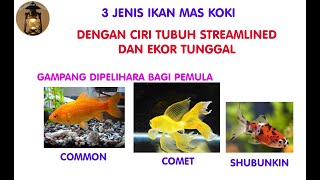 Ikan Mas Koki Common, Comet dan Shubunkin | Ayu Damar Lampu