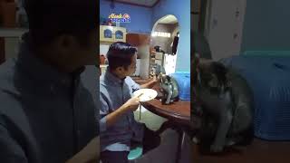 Cat Love Story' #shots #cat #kucing #cats #catlover #animals #catvideos