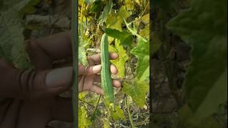 I will harvest these ridge gourds after two-three days #nature #farming #ridgegourd #shorts