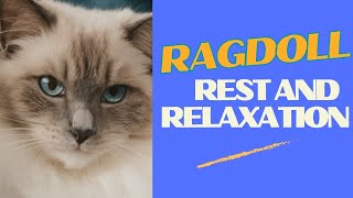 Ragdoll Cat's Relaxation Secrets Revealed!