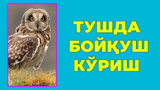 Туш табири - Тушда Бойкуш куриш