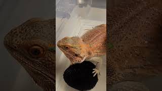 Mr Lizzard needed a bath