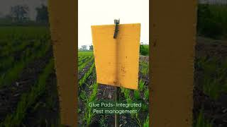 Glue Pads - Integrated Pest management| Emmer/ Khapali Wheat| Sustainable Agriculture|Naisarg Agro