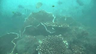 Diving at Tanjung Benoa, Bali