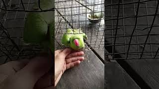 parrot ka aggresive mood #funny #parrrot S@S ANANT VLOGS