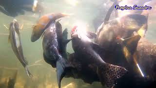 Spearfishing Tanjung Tiram Spot || Memanah ikan di lokasi baru #spearfishingindonesia