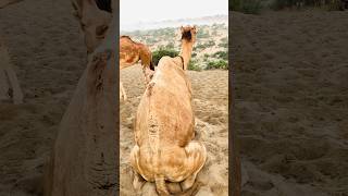 camel daily life routine #shorts #shortvideo  #youtubeshorts