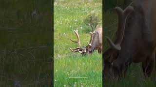 Bull Elk and Wildflowers in Colorado