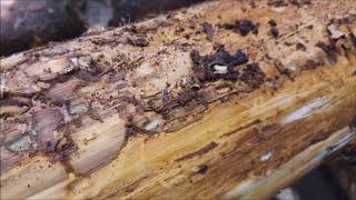 Spruce Bark Beetle