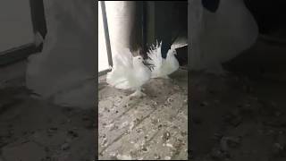 Fantail Pigeon Pair #viralvideo #foryou #viral #youtubeshorts #ytshorts #trending #reels