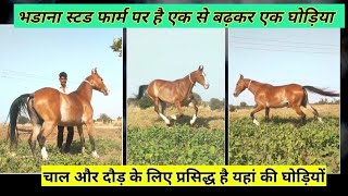 Best quality Marwadi Horse | दौड़ और चाल के लिए प्रसिद्ध है यह घोड़ी | Marwadi Stallion