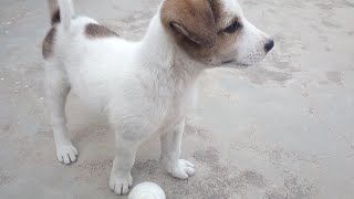 puppy playing with ball