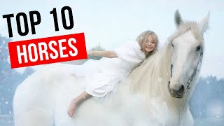 Top 10 Most Magnificent Horses in the World - Stunning Breeds