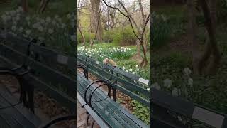 strawberry fields Central Park NYC