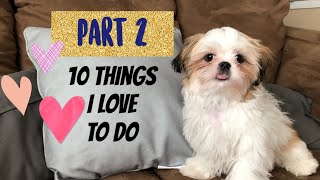 10 Things Shih Tzu puppy loves to do | Part 2