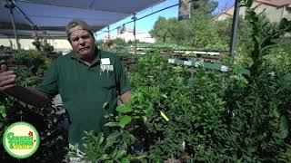 Citrus Trees at Green Thumb Nursery in Santa Clarita