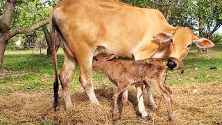 First Mother Cow Feeding Calf - New born Calf Milking