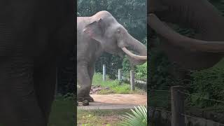 Poor Elephant 🐘 at Zoo - Chongqing City in China 🇨🇳