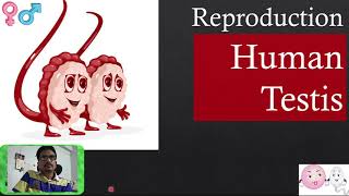 Human Testis | Reproduction | NCERT Decoded in Marathi | Biology | NEET