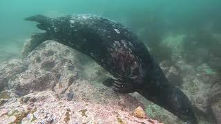 buceo en Ensenada, Baja California, México