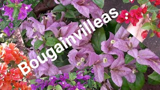 BOUGAINVILLEAS da Terceira Cerca Viva / Atualização