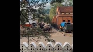 Heaven🐘💆|Like & Subscribe #elephants #kandy #like #subscribe #tuskology