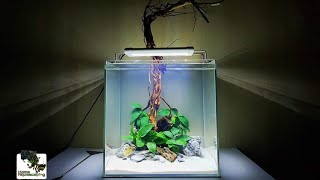 HOW TO Nano Aquascape |Only Anubias nana Ep.4 |Membuat Aquascape|水草造景