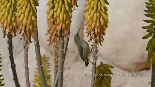 Palestine Sunbird feeding/ צופית ניזונה מצוף