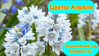 Цветы Апреля. Ботанический сад Владивостока. 22.04.24.